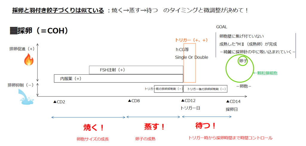 採卵（COH）の排卵促進・抑制とトリガーのタイミングをCD2からCD14まで時系列で示した図。焼く・蒸す・待つの3フェーズに対応